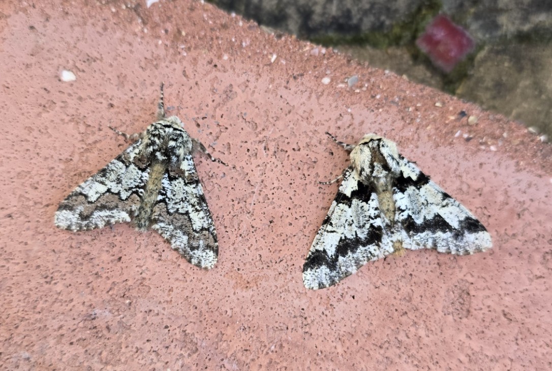 Photo of Oak Beauty (Biston strataria)